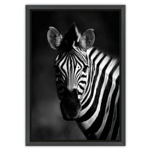 Quadro Tropical Artes 50x70cm Zebra Preto