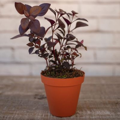 Vaso Plástico Sampa Terracota 14x13cm Vasart