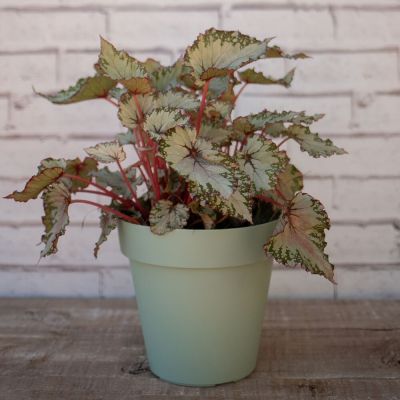 Vaso Plástico Sampa Areia 14x13cm Vasart