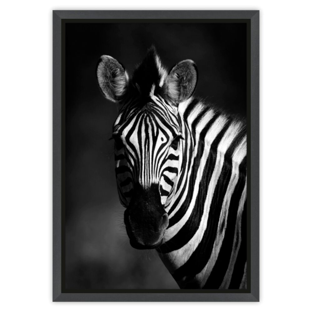Quadro Tropical Artes 50x70cm Zebra Preto